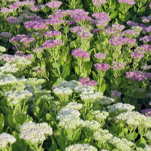 Stonecrop (Sedum) 景天