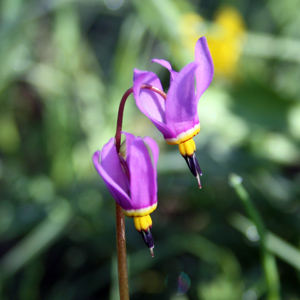Shooting star (Dodecatheon pulchellum) 流星花  Bloom time: February to April (開花時間: 2-4月) Bloom description: Flowers bent downward with petals project backward, purple flower with yellow band at base (紫色花瓣往後彎曲，帶黃的底部朝下)  Height: 0.2 to 0.35 m (高度0.2至0.35米)