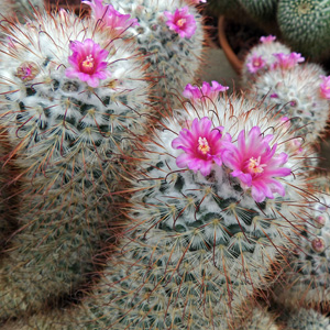 Silken Pincushion Cactus 豐明球仙人掌