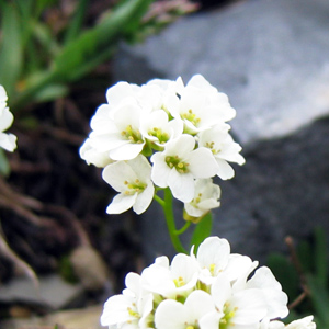 Whitlow-grass (Draba cuneifolia) 葶藶屬 (十字花科) Native Range: Southern North America (原產地在北美洲的南部) Bloom time: Feburary to May 開花時間: 2-5月 Bloom description: White (白花) Height: 0.15-0.2 m (高度: 0.15-0.2米)