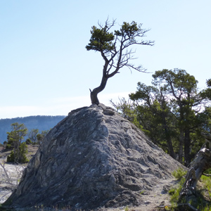 A small tree 小樹