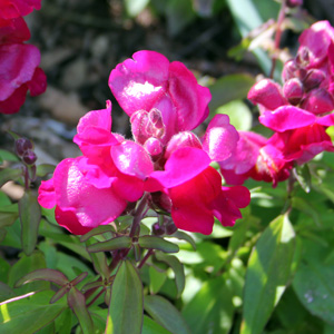 Snapdragon (Antirrhinum) 金魚草