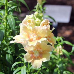 Snapdragon (Antirrhinum) 金魚草