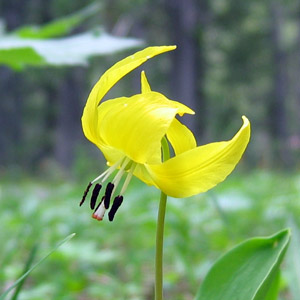 Glacier lily (Erythronium grandiflorum)  雪百合 Native Range: Western North America (原產地在北美洲的西部) Bloom time: Spring to summer (開花時間: 春-夏) Bloom description: yellow petals curved backward (黃色花瓣向後彎曲) Height: 0.16-0.3 m (高度: 0.6-0.3米) Common name (別名): snow lily, yellow avalanche lily, lambstongue fawn lily