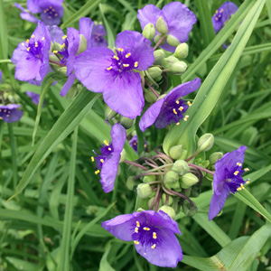 Spiderwort (Tradescantia) 紫鴨拓草