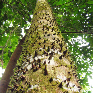 Spiky Pochete Tree from Costa Rica 哥斯大黎加帶尖刺的樹