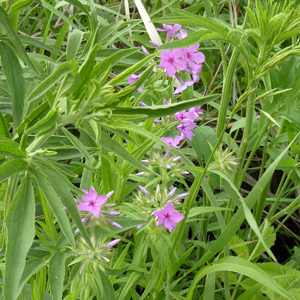 Flowers from Spirit Mound