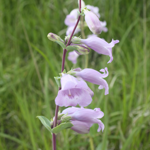 Large Beardtongue (Penstemon grandiflorus) 大釣鐘柳 Native Range: Central USA (原產地在美國中部) Bloom time: May to June (開花時間: 5-6月) Bloom description: Pink (粉色花) Sun: Full sun (全日照) Height: 0.6 to 1.2 m (高度至0.6-1.2米) Photo: From Spirit Mound-美國南達科他州