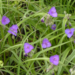 Bracted Spiderwort (Tradescantia bracteata) 紫鴨拓草 Native Range: Central USA (原產地在美國中部) Bloom time: May to July (開花時間: 5-7月) Bloom description: Pink, purple (粉紫花) Sun: Sun (全日照) Height: 0.3 - 0.45m (高度: 0.3-0.45米) Common names (俗稱): Prairie spiderwort  Photo: From Spirit Mound, USA (美國南達科他州)