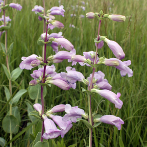 Large Beardtongue (Penstemon grandiflorus) 大釣鐘柳 Native Range: Central USA (原產地在美國中部) Bloom time: May to June (開花時間: 5-6月) Bloom description: Pink (粉色花) Sun: Full sun (全日照) Height: 0.6 to 1.2 m (高度至0.6-1.2米) Photo: From Spirit Mound-美國南達科他州