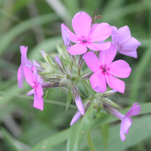 Prairie Phlox (草原夾竹桃) from Spirit Mound -美國南達科他州