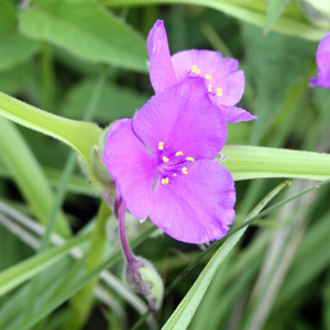 Bracted Spiderwort (Tradescantia bracteata) 紫鴨拓草 Native Range: Central USA (原產地在美國中部) Bloom time: May to July (開花時間: 5-7月) Bloom description: Pink, purple (粉紫花) Sun: Sun (全日照) Height: 0.3 - 0.45m (高度: 0.3-0.45米) Common names (俗稱): Prairie spiderwort  Photo: From Spirit Mound, USA (美國南達科他州)