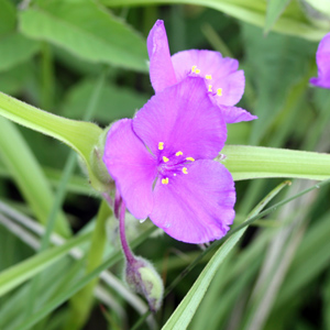 Bracted Spiderwort (Tradescantia bracteata) 紫鴨拓草 Native Range: Central USA (原產地在美國中部) Bloom time: May to July (開花時間: 5-7月) Bloom description: Pink, purple (粉紫花) Sun: Sun (全日照) Height: 0.3 - 0.45m (高度: 0.3-0.45米) Common names (俗稱): Prairie spiderwort Photo: From Spirit Mound, USA (美國南達科他州)