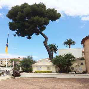 Tree in St. Jean Cap Ferrat (France法國）