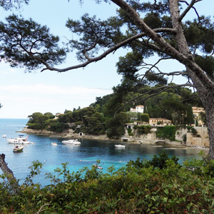 Pine tree in St. Jean Cap Ferrat (France法國)
