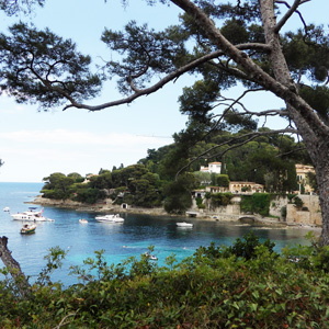 Pine tree in St. Jean Cap Ferrat (France法國）