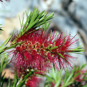 Stiff Bottlebrush (Callistemon brachyandrus) 紅花瓶刷子樹