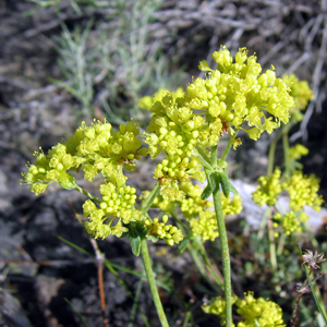 Sulphur Flower (Eriogonum Umbellatum) 硫磺花 Native Range: Western North America (原產地在北美洲的西部) Bloom time: May to July (開花時間: 5-7月) Bloom description: Yellow flower (開黃花) Height: 0.2 to 0.5 m (高度: 0.2-0.5米) Common name (俗稱): Purple-fringe, blue alpine phacelia