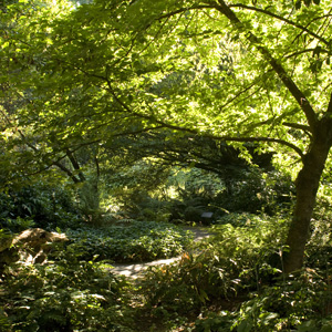 Sunlight goes through the thick woods 陽光穿越濃密的樹林