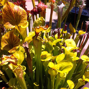 Sweet pitcher plant (Sarracenia rubra) 豬籠草  Native Range: Southeastern United States (原產地在美國東南部) Bloom time: April to May (開花時間: 4至5月) Bloom description: Red (紅花) Height: 1 to 1.5 feet (植株高度1至1.5英尺)