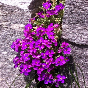 Aubrieta (Petrocallis pyrenaica) 藍芥庭 from Mürren, Switzerland (瑞士－Alps阿爾卑斯山區）