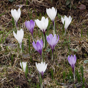 Crocus (番紅花) from Mürren, Switzerland (瑞士）.