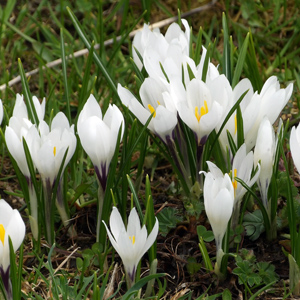 Crocus (番紅花) from Mürren, Switzerland (瑞士）.