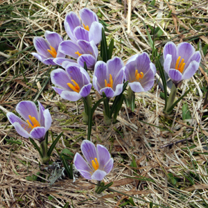 Crocus (番紅花) from Mürren, Switzerland (瑞士）.