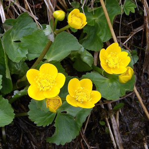 Marsh Marigold-Buttercup (Caltha palustris) 金鳳花 Native Range: Europe, Russia, Iceland, and North America (原產地在歐洲、俄國、冰島和北美洲) Bloom time: May to Augustl (開花時間: 5-8月) Bloom description: Bright yellow, five petals (開鮮黃花，5花瓣) Height: 0.8 m (高度至0.8米)  From Mürren, Switzerland (瑞士－Alps阿爾卑斯山區）