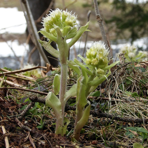 White butterbur (Petasites albus) 白花蜂斗菜from Gimmelwald, Switzerland (瑞士－Alps阿爾卑斯山區）