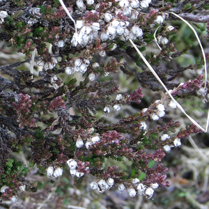 Heath (Erica spiculifolia) 歐石楠 from Mürren, Switzerland (瑞士－Alps阿爾卑斯山區）