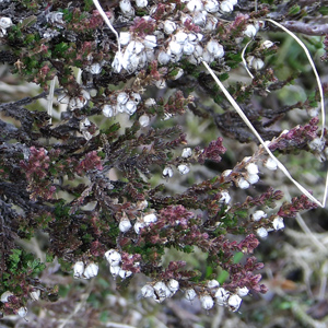 Heath (Erica spiculifolia) 歐石楠 from Mürren, Switzerland (瑞士-Alps阿爾卑斯山區)