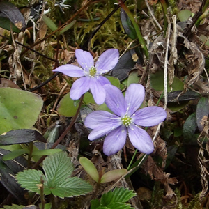 Hepatica (Anemone hepatica) 雪割草 Native Range: Europe (原產地在歐洲) Bloom time: March to April (開花時間: 3-4月) Bloom description: blue-violet, purple, pink or white (開紫藍、紫或白色的花朵) Height: To 0.15 m (高度至0.15米)  From Mürren, Switzerland (瑞士－Alps阿爾卑斯山區）