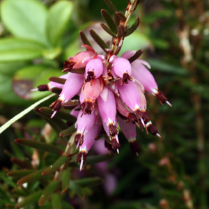 Alpine heath (Erica carnea) 高山歐石楠 Native Range: Mountainous areas of central and southern Europe (原產地在歐洲中部或南部的山區) Bloom time: March to May (開花時間: 3-5月) Bloom description: Pink or white (開粉紅或白花) Height: 0.1 to 0.25 m (高度0.1-0.25米) Common names (俗稱): Winter heath, spring heath  From Mürren, Switzerland (瑞士－Alps阿爾卑斯山區）