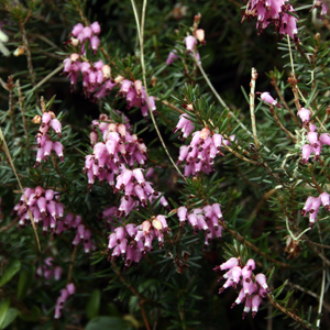 Alpine heath (Erica carnea) 高山歐石楠 Native Range: Mountainous areas of central and southern Europe (原產地在歐洲中部或南部的山區) Bloom time: March to May (開花時間: 3-5月) Bloom description: Pink or white (開粉紅或白花) Height: 0.1 to 0.25 m (高度0.1-0.25米) Common names (俗稱): Winter heath, spring heath  From Mürren, Switzerland (瑞士－Alps阿爾卑斯山區）