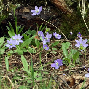 Liverleaf (肝臟葉) from Mürren, Switzerland (瑞士－Alps阿爾卑斯山區）