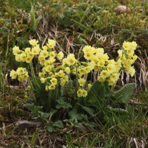 Oxlip (牛尾草) from Gimmelwald, Switzerland (瑞士）.