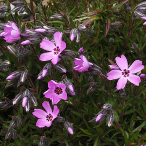 Creeping phlox (Phlox stolonifera) 福祿花 from Mürren, Switzerland (瑞士－Alps阿爾卑斯山區）