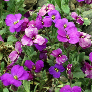 Aubrieta (Petrocallis pyrenaica) 藍芥庭 from Mürren, Switzerland (瑞士－Alps阿爾卑斯山區）