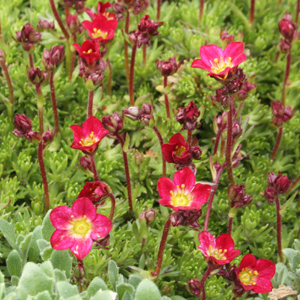 Saxifrage alpine flowers (虎耳草) from Mürren, Switzerland (瑞士－阿爾卑斯山區）