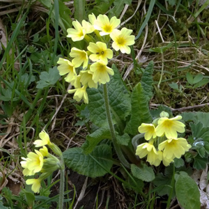 Oxlip (牛尾草) from Gimmelwald, Switzerland (瑞士）.