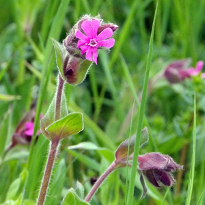 Silene Dioica (Melandrium rubrum) 紅色剪秋羅 from Gimmelwald, Switzerland (瑞士－Alps阿爾卑斯山區）