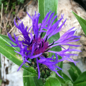 Cornflower (Centaurea montana) 矢車菊 from Gimmelwald, Switzerland (瑞士－Alps阿爾卑斯山區）