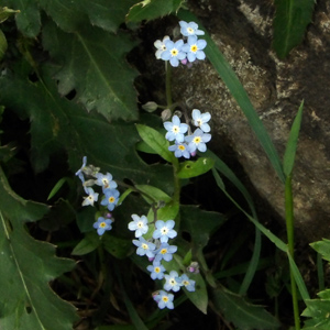 Alpine forget-me-not (Myosotis Sylvatica) 高山‘勿忘我’花   Native Range: Europe (原產地在歐洲) Bloom time: April to May (開花時間: 4至5月) Bloom description: Blue with yellow or white eyes (藍色花瓣，黃色或白色的花眼) Height: 0.15 to 0.3 m (高度0.15-0.3米)  Photo: From Gimmelwald, Switzerland (瑞士－Alps阿爾卑斯山區）