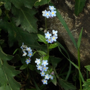 Alpine forget-me-not (Myosotis Sylvatica) 高山‘勿忘我’花 Native Range: Europe (原產地在歐洲) Bloom time: April to May (開花時間: 4至5月) Bloom description: Blue with yellow or white eyes (藍色花瓣,黃色或白色的花眼) Height: 0.15 to 0.3 m (高度0.15-0.3米) Photo: From Gimmelwald, Switzerland (瑞士-Alps阿爾卑斯山區)