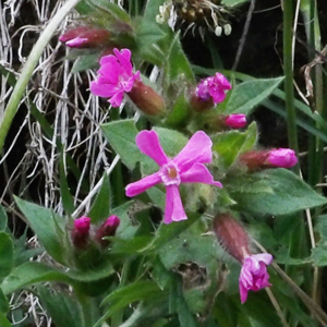 Silene Dioica (Melandrium rubrum) 紅色剪秋羅 from Gimmelwald, Switzerland (瑞士－Alps阿爾卑斯山區）