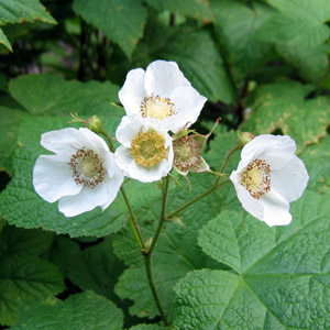 Thimbleberry flower 頂針莓