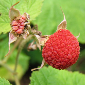 Thimbleberry flower 頂針莓