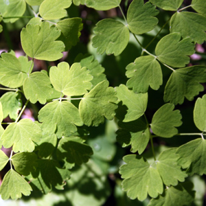 Three leaves alpine plant 三葉高山植物