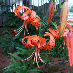 Tiger lily (Lilium lancifolium) 卷丹百合